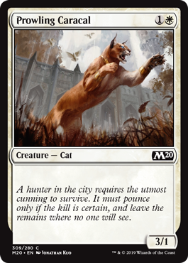 (image for) Prowling Caracal