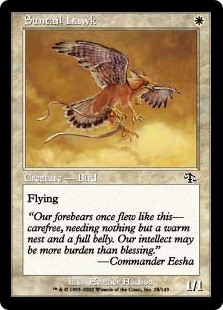 (image for) Suntail Hawk (Foil)