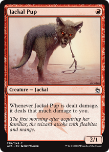(image for) Jackal Pup
