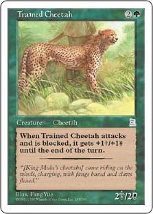 (image for) Trained Cheetah