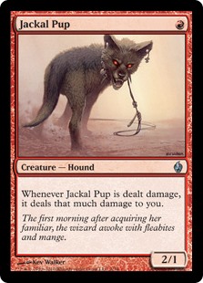 (image for) Jackal Pup