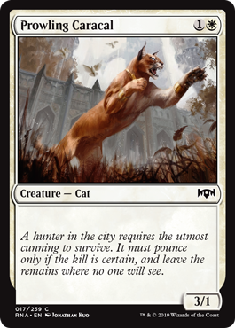 (image for) Prowling Caracal