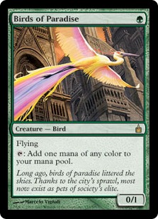 (image for) Birds of Paradise